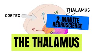 2Minute Neuroscience The Thalamus [upl. by Neyugn271]