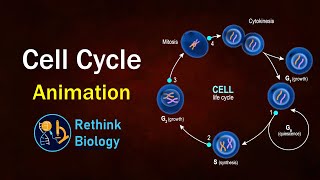 Cell cycle Animation [upl. by Maiga]