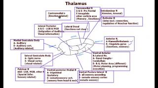 Thalamus  Nuclei functions [upl. by Agni]