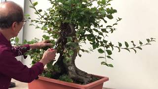 Making Bonsai from an overgrown Hornbeam [upl. by Nujra]