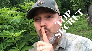 The Secret to Growing LOTS of ELDERBERRY PLANTS [upl. by Ricoriki]