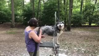 Siberian Husky Coat Blowing  Grooming a siberian husky Shedding [upl. by Euqnom324]