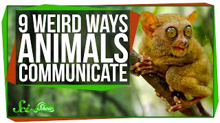 9 Weird Ways Animals Communicate [upl. by Ahseyi]