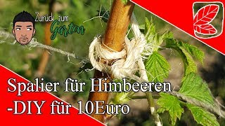 2 Himbeerspaliere für je 10 Euro [upl. by Ynnelg673]