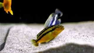 Malawi Cichlids Breeding  Close Up  Melanochromis Auratus [upl. by Prebo]