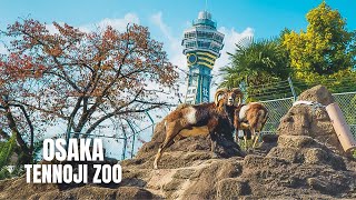 Osaka Tennoji Zoo Walking Tour January 2023 [upl. by Laspisa]