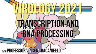 Virology Lectures 2021 7 Transcription and RNA Processing [upl. by Yoc]