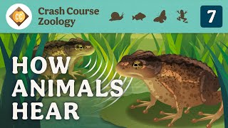 How Animals Hear Crash Course Zoology 7 [upl. by Johansen]