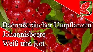 Kann ich Johannisbeeren umpflanzen [upl. by Backer883]