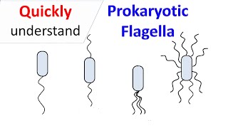 Prokaryotic Flagella [upl. by Shirberg]