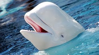 Facts The Beluga Whale [upl. by Ulu524]