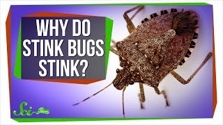 Why Do Stink Bugs Stink [upl. by Ahsias]