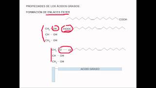 lipidos estructura [upl. by Charil452]