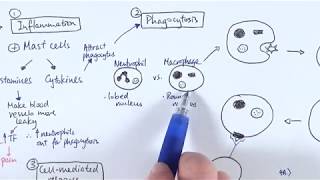 AS Biology  Immune response OVERVIEW OCR A Chapter 1256 [upl. by Ak]