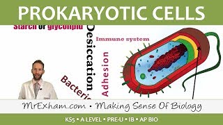 Prokaryotic Cells  Introduction and Structure  Post 16 Biology A Level PreU IB AP Bio [upl. by Akemehc]