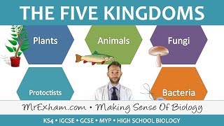 5 Kingdom Classification  GCSE Biology 91 [upl. by Yrrem]