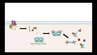 GPCR AC cAMP PKA pathway [upl. by Caria350]