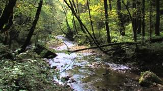 Impressionen vom Dreischluchtenweg Wutachschlucht Gauchachschlucht Engeschlucht [upl. by Black]