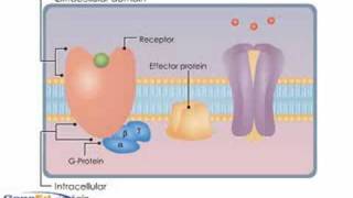 GProtein Coupled Receptors [upl. by Orji911]