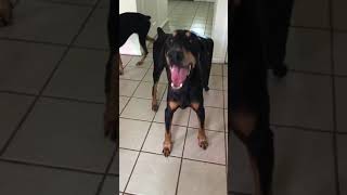 laryngeal paralysis dobermann 2 [upl. by Christa]