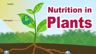 Nutrition in plants  Autotrophic Nutrition  Photosynthesis  Home Revise [upl. by Devondra]