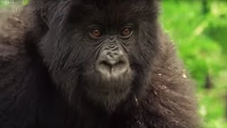 Meet This Family of Mountain Gorillas  Cousins  BBC Earth [upl. by Warton]