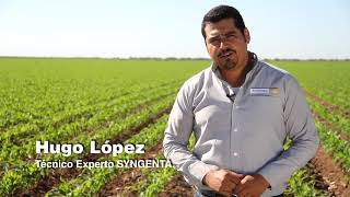 Syngenta México  Con Fortenza™ Duo la protección es desde el inicio [upl. by Sidell328]