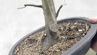 Repotting a Hornbeam Spring 2018 [upl. by Estrellita789]