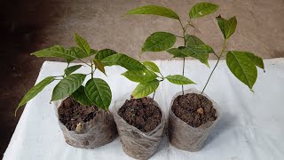 How to propagate mahogany or swietenia macrophylla tree from seed [upl. by Pernick]