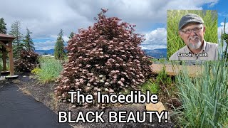 Black Beauty Elderberry Plant Profile [upl. by Idnib]