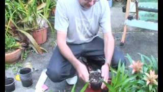 Bromeliads Online  How to plant pups [upl. by Durwyn116]