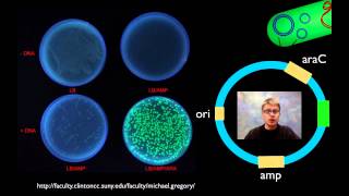 AP Biology Lab 6 Molecular Biology [upl. by Carena]