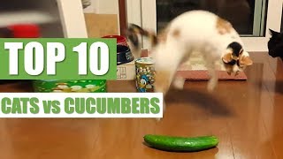 TOP 10 CATS vs CUCUMBERS [upl. by Lucie]