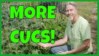 How to Grow MORE Cucumbers Expert Tips [upl. by Omle]