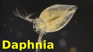 Daphnia [upl. by Kersten]