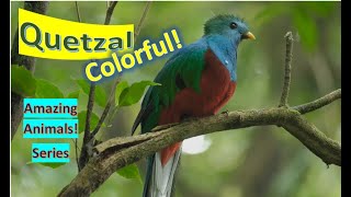 Quetzals 🦜Quetzal facts 🦅 trogon family [upl. by Sonnnie]