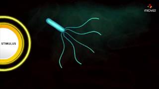 Flagellar Movement  Medical microbiology animations [upl. by Ahsekahs]