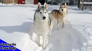 Husky Playing in Snow  Huskies in DEEP Snow [upl. by Everest]