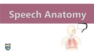 Speech Anatomy [upl. by Yekram]