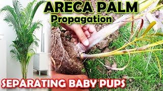 ARECA PALM PROPAGATION  HOW TO PROPAGATE ARECA PALM PUPS  Sprouting Seeds [upl. by Munniks]