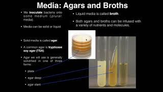 Lab Exercise 1 Introduction to Microbiology [upl. by Nelrac285]