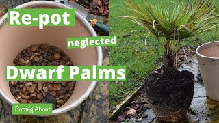 Repotting a Dwarf Fan Palm Chamaerops humilis [upl. by Ermeena]