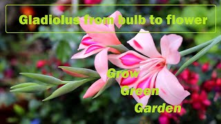 Grow Gladiolus in a pot from bulb to flower [upl. by Lipp]