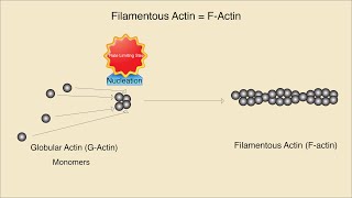 Microfilaments Structure Assembly and Function [upl. by Laurita]