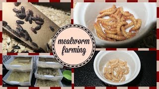 Mealworm Farming Setup  How to Breed Mealworms [upl. by Issiah298]