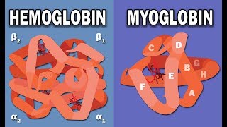 HEMOGLOBIN AND MYOGLOBIN BIOCHEMISTRY [upl. by Gaddi]