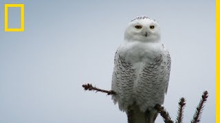 Le harfang des neiges tueur silencieux [upl. by Awram]