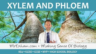 Transport in plants  Xylem and Phloem  GCSE Biology 91 [upl. by Ttevy609]