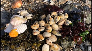 Coastal Foraging  Clams Mussels Cockles and Edible Seaweed Beach Cook Up [upl. by Cathrin]