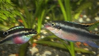 Kribensis Cichlid Pelvicachromis pulcher Breeding [upl. by Kipp]